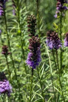 Top Down Flowering Pattern of Dense Blazing Star 写真素材