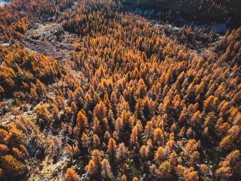 Top down flying over orange autumn forest somewhere up in the mountains Stock Photos