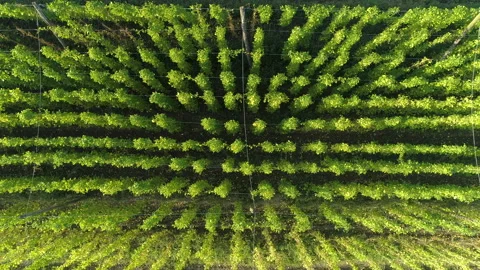 TOP DOWN: Flying over a plantation full of hops plants climbing long strings. Stock Footage 142430495