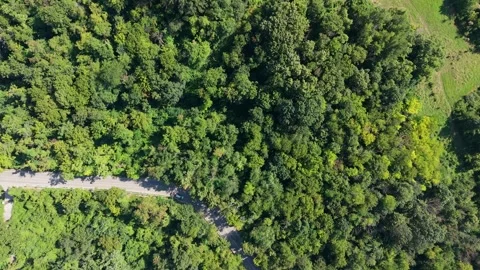 Top Down Flyover Madara Forest Bulgaria Stock Footage 345368693