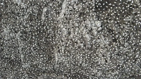 Top-down flyover of nesting seabirds on Bass Rock, North Berwick, Scotland Stock Footage 306981991