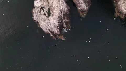Top-down flyover of seabirds on Bass Rock, North Berwick, Scotland Stock Footage 306971982