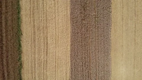 Top Down Flyover View Of A Harvester Combine, Harvesting A Wheat Field Vídeos de archivo 137354949