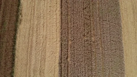 Top Down Flyover View Of A Harvester Combine, Harvesting A Wheat Field Stock Footage 137354991