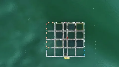 Top down footage of a fish pond Stock Footage 132768038