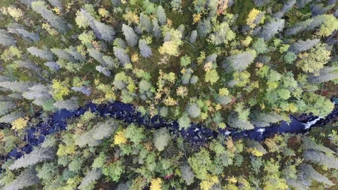 Top down footage of a river flowing through a pine forest Stock Footage 111825081