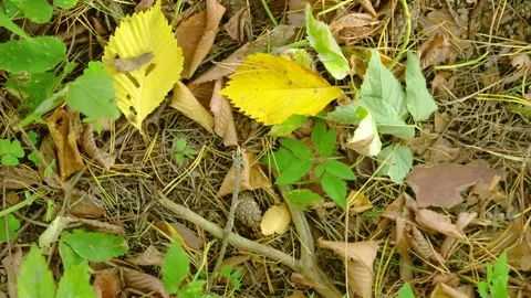 Top-down forest floor with shifting leaf litter and scattered acorn under soft d Stock Footage 345486962