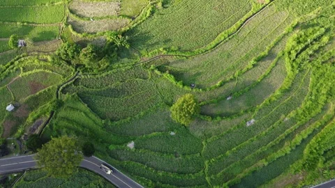 Top down forward aerial over rice terraces Stock Footage 329252019