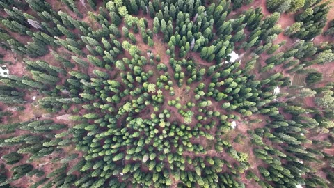 Top-down forward drone flight over dense green pine trees in Gulmarg. Stock Footage 333797310