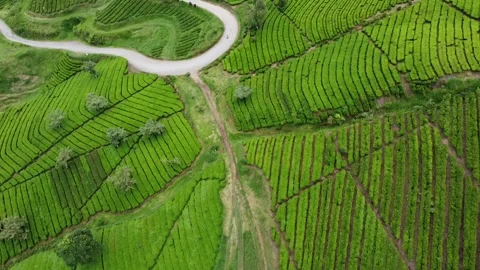 Top Down Forward Drone View of Tea Plantation with Curving Road in Indonesia Stockbeeldmateriaal 330163636
