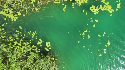 Top-down Forward-Moving Aerial Footage of Clear Green Lake Water Stock Footage 295201454