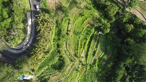 Top down forward over Bali rice terraces Stock Footage 329319823