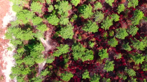 Top-down forward tracking of burned forest with green and red, Gironde Vídeos de archivo 332065748