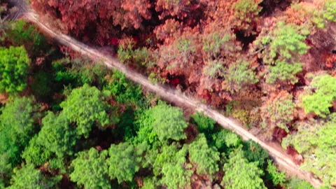 Top-down forward tracking of green and red trees, Gironde Stock Footage 332065699
