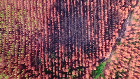 Top-down forward tracking of orange trees in forest, Gironde Stock Footage 332065342
