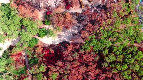 Top-down forward tracking from red and green trees to burned area, Gironde Stock Footage 332065403
