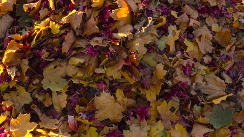 Top-Down Full Frame View of Dense Fallen Colorful Autumn Leaves Stock Footage 348308506