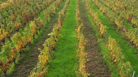 Top-Down Geometry of Loire Valley Vines, Chinon Vídeos de archivo 320172488