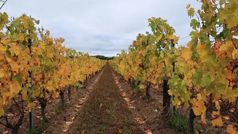 Top-Down Geometry of Vineyards in Fall Stock Footage 320172504
