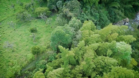 Top-Down Glide Over Lush Bamboo Canopy Beside Mountain Stream Stock Footage 316794943