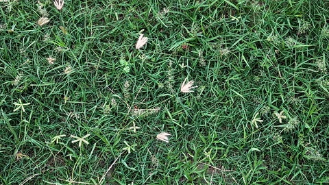Top Down Grass Field Swaying Wind Aerial View Green Lawn Nature Background Loop 動画素材 336409758