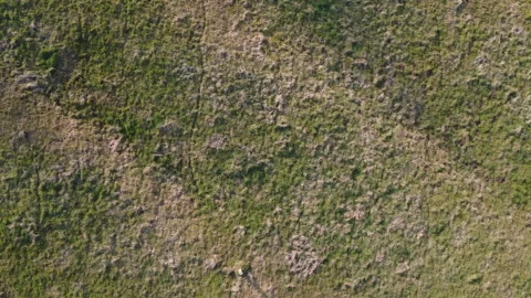 Top Down Grass Texture – Aerial Meadow Pattern Stock Footage 332365380