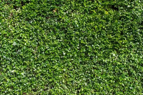 Top Down Green Grass Texture Patch Stock Photos