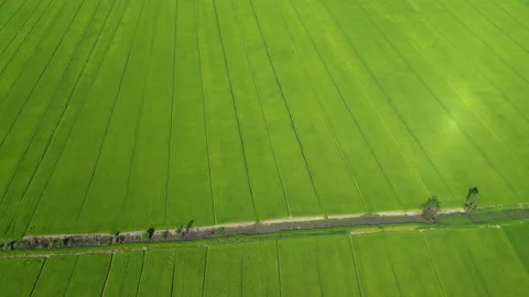 Top Down Green ST25 Rice Field Irrigation Canal Vietnam Видео 330340141