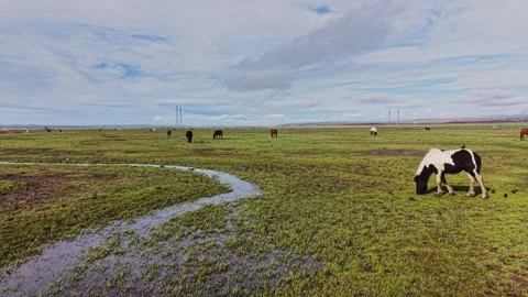 Top-Down Grid View of Horses on Green Grass Stock Footage 338221497
