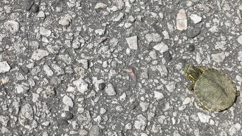 Top down handheld shot of tiny painted turtle rests and basks on asphalt Stock Footage 128722383
