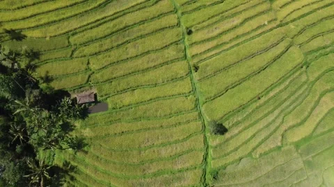 Top down hillside rice flyover Stock Footage 329866200