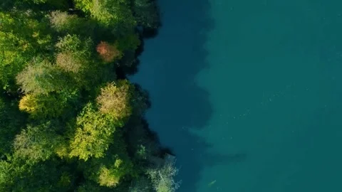 Top down lake, forest edge drone, vibrant tree canopy, forest, water Stock Footage 311653786