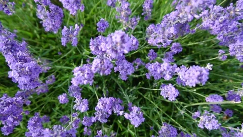 Top Down Lavender Slow Motion Stock Footage 96690049