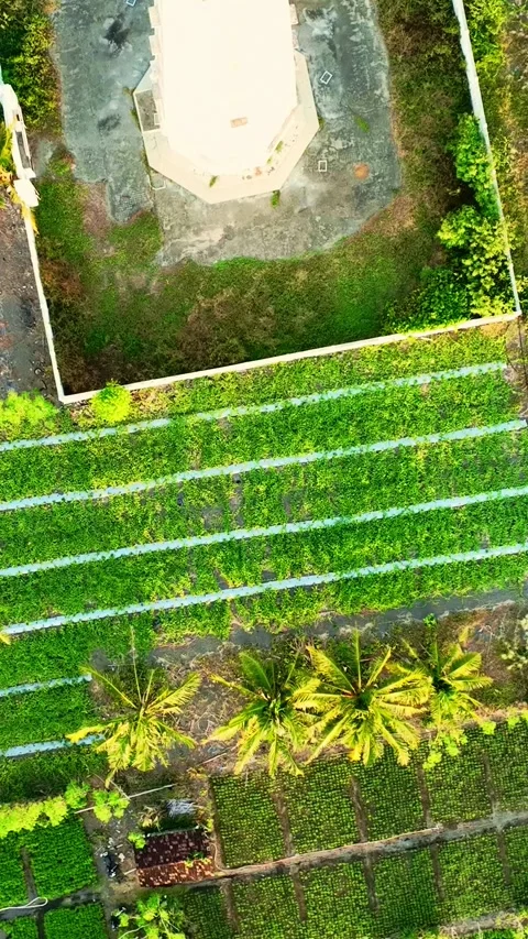 Top down lighthouse base among green farm rows Stock Footage 335432553