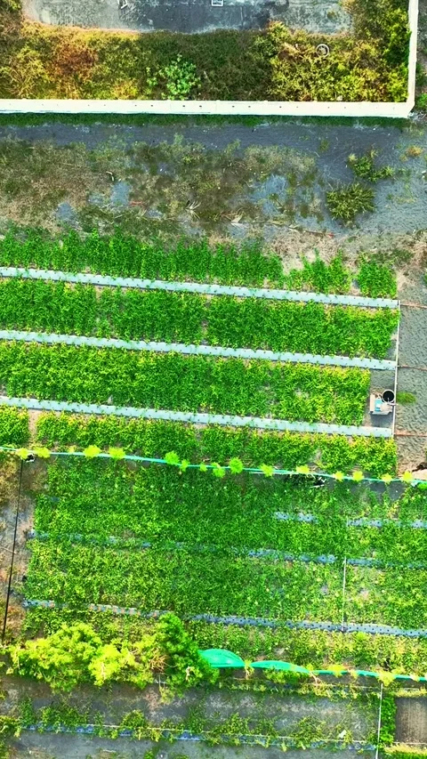 Top down lighthouse base and green farm rows Stock Footage 335432497