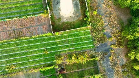 Top down lighthouse base and tropical farmland Stock-Footage 335439628