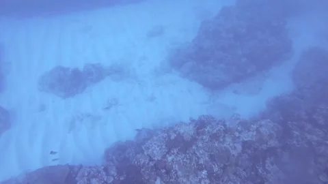 Top to down look view to various coral shoreline coastline underwater world ocea Stock Footage 261981451