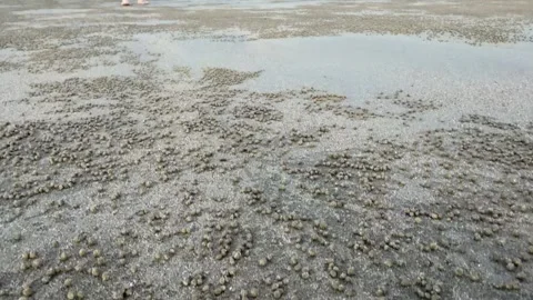 Top-Down to Low Angle Shot of Sand Pellets on Beach at Low Tide Stock Footage 339672323