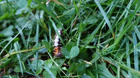 Top-Down Macro of Comma Butterfly Caterpillar Pushing Downwards Through Dense Gr Stock Footage 339799623