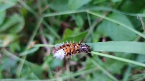 Top-Down Macro of Comma Butterfly Caterpillar Climbing Grass Towards Camera Stock Footage 339799652