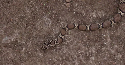 Top-down macro: Common Kukri snake with amazing pattern on body flicks its Stock Footage 331042009
