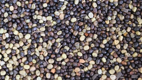 Top-Down Macro of Mixed Dried Fava Beans (Broad Beans) Collection Stock Footage 331354244