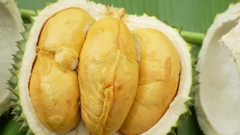 Top Down Macro of Open Black Thorn Durian With Plump Orange Segments Vídeo Stock 335549650