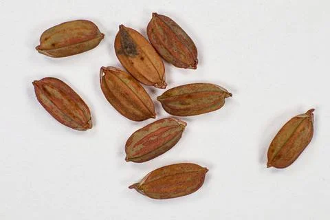 Top-down macro shot of processed pink rice grains on white background,coated Stock Photos