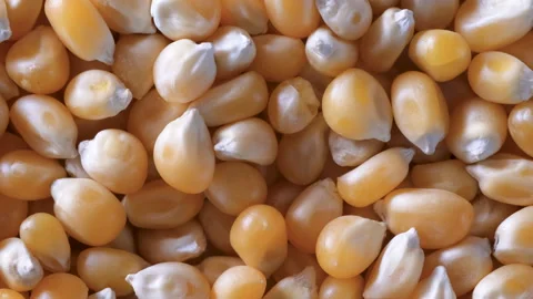 Top-down macro video of dry corn kernels for popcorn, camera moves left to right Видео 285941078