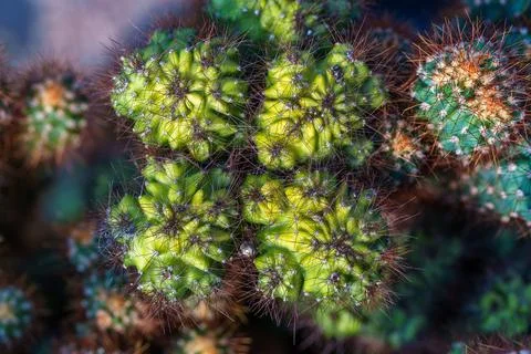 Top Down Macro View Of Green Cactus Apex With Sharp Brown Spines Stockfoto's