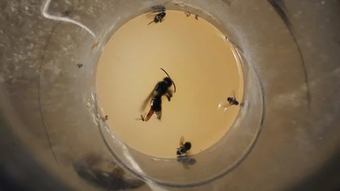 Top down macro view inside a DIY wasp trap showing a large Asian hornet and 스톡 동영상 346922924