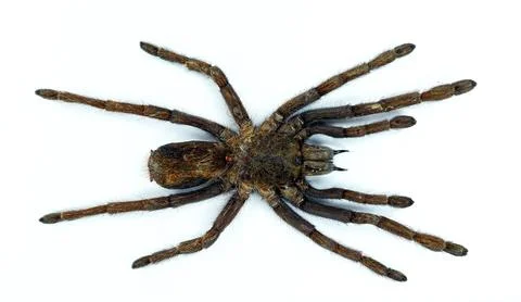 Top-down macro view of a large brown tarantula (Eurypelma spinicrus) isolat.. Stock Photos
