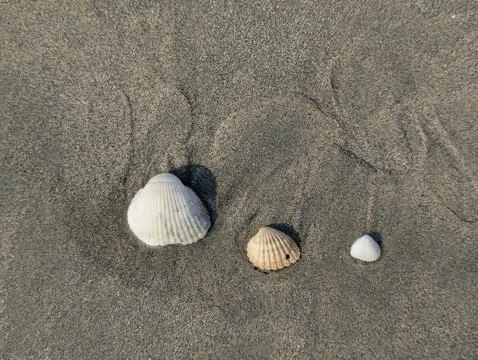 Top Down Macro View of Three Different Sized Seashells on Sand 스톡 사진