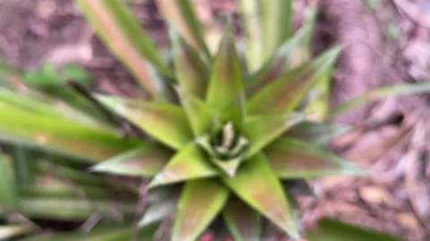 Top-down macro view of a young pineapple crown showing sharp Video stock 314259777
